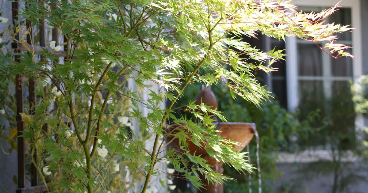 Me So Thorny Seasonal Vertigo