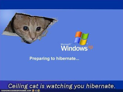 Cat funny picture