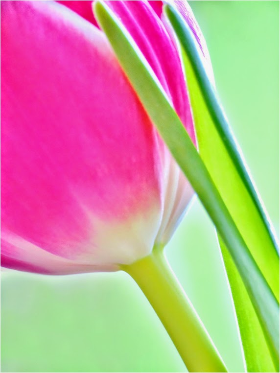 amateur photographers, Best Photo of the Day in Emphoka by Julia Delgado, https://flic.kr/p/k97TEg amateur photographers, Best Photo of the Day in Emphoka by Julia Delgado, https://flic.kr/p/k97TEg