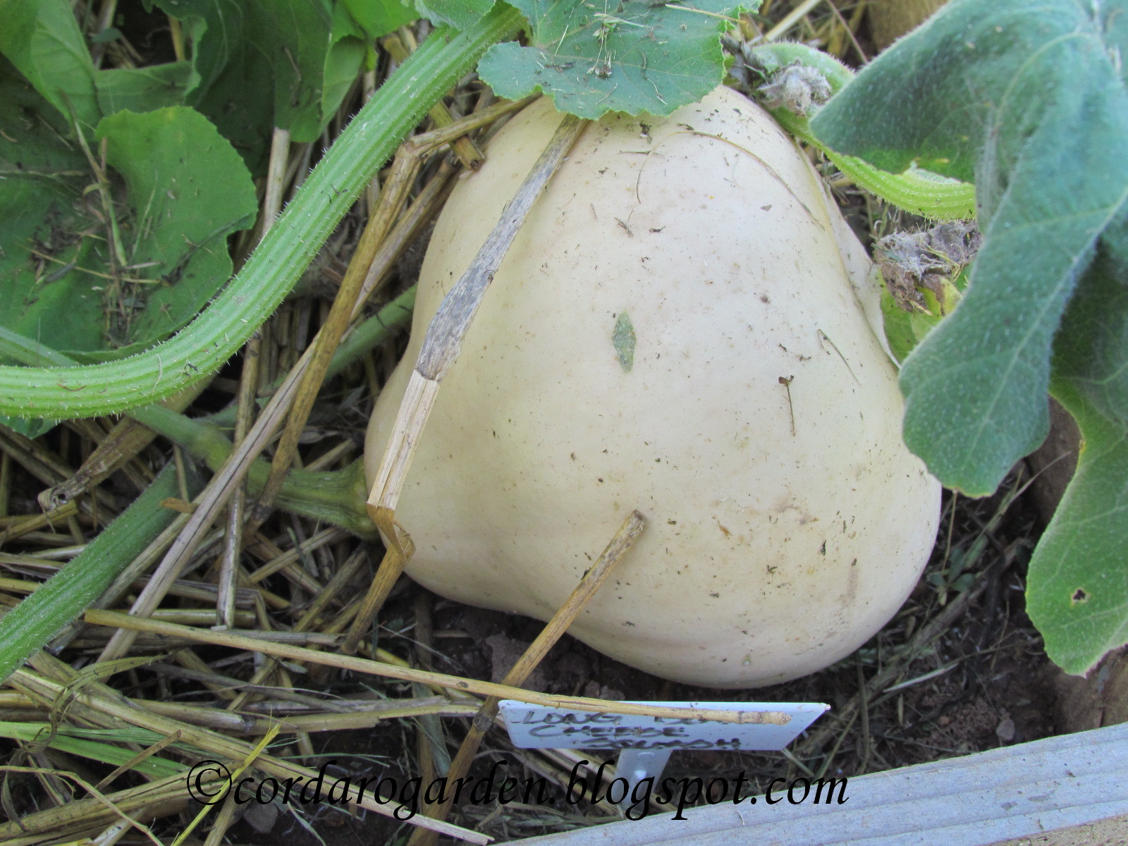 The Gardener of Eden What's Vining Around the Gardens