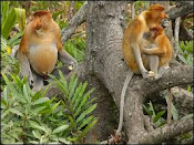 spesial from us.,.,probociss monkey.,.