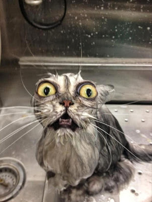 Funny Cat Pictures Funny Cat Pictures