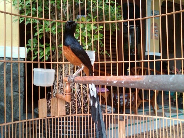 Burung Murai Batu Medan Super