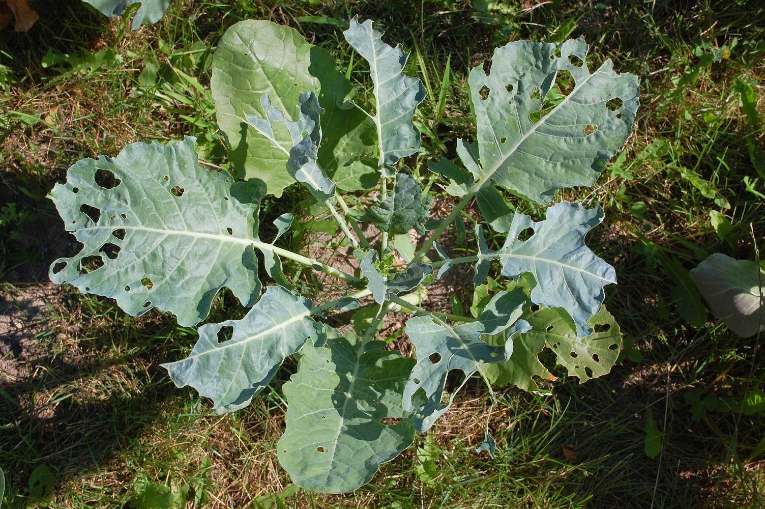 Uvulapie and His Amazing Hillbillies The Worlds Most Expensive Vegetables Part 13