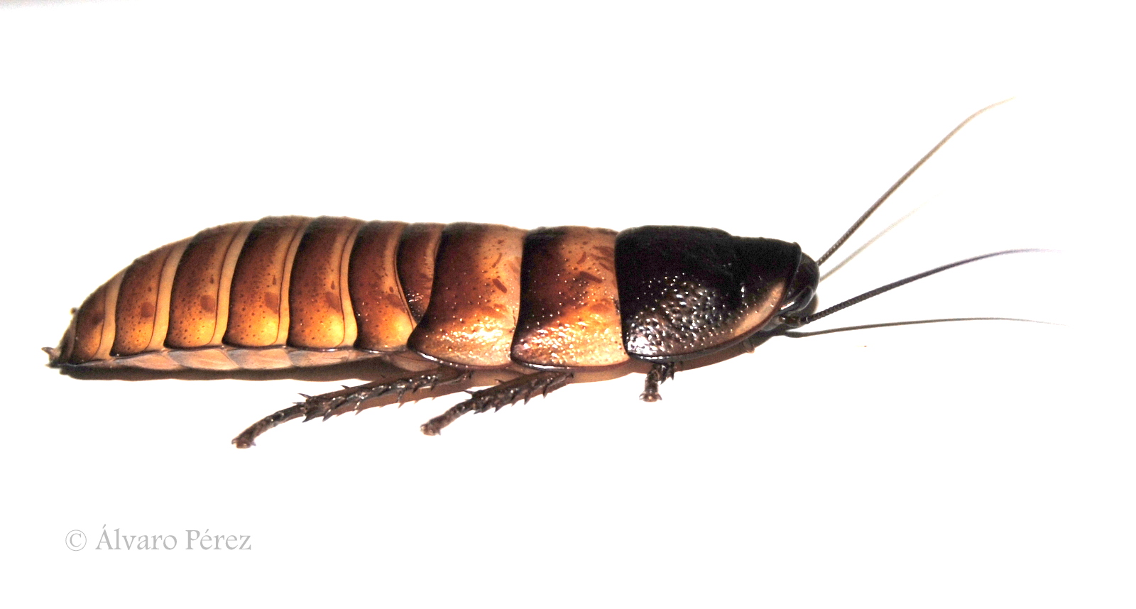 CLONOPSIS Elliptorhina chopardi