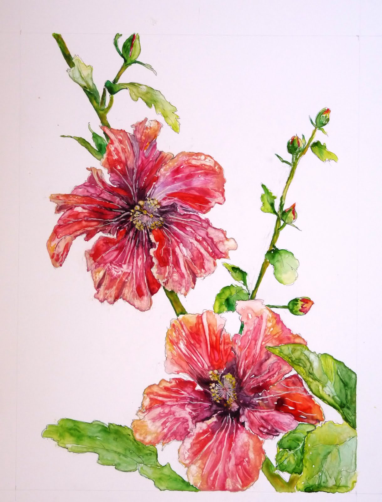 African Hibiscus