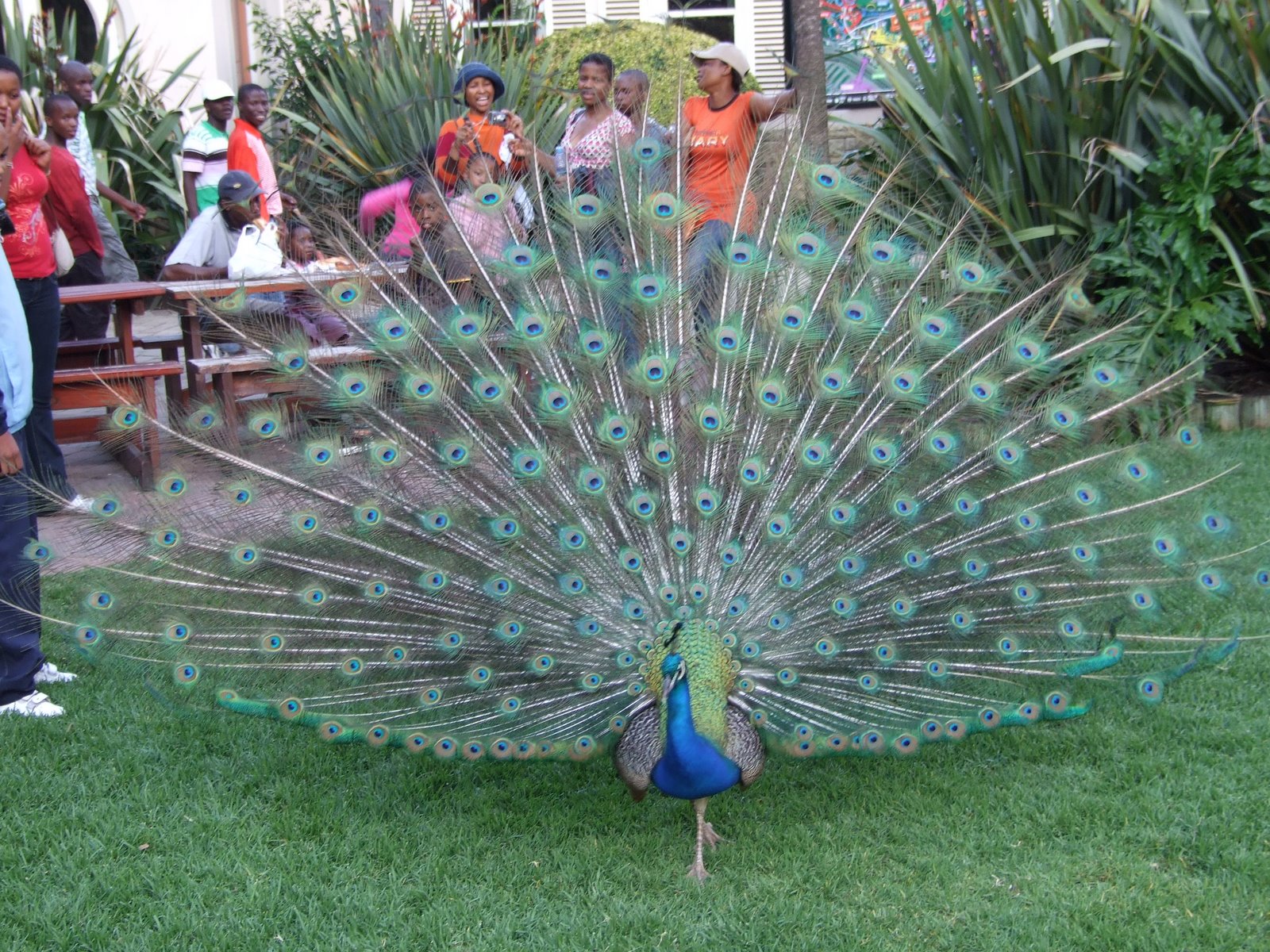 WALLPAPERS: PEACOCK