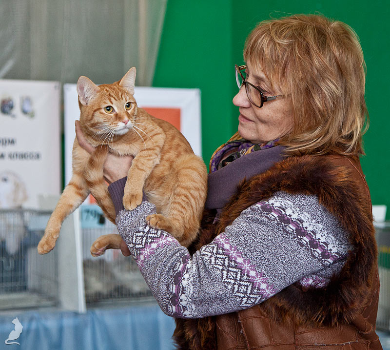 Выставка кошек в Реутове, шоу домусов, домусы