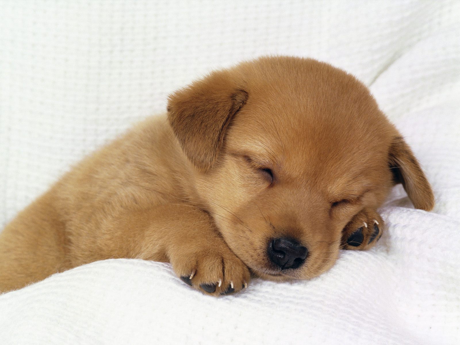 http://4.bp.blogspot.com/-gqegtMaCCLg/T_pe3BtdCiI/AAAAAAAAESc/k5Oww3mra4Q/s1600/Beautiful+dog+hd+Wallpapers_4.jpeg
