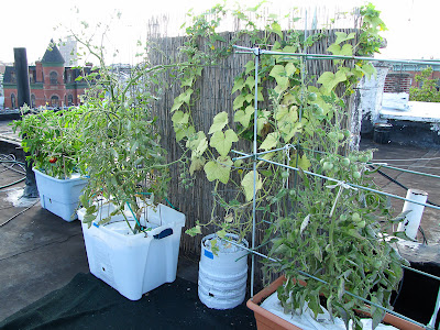 Rooftop Vegetable Garden 2011