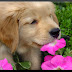 Como enseñar a un cachorro a no morder las plantas