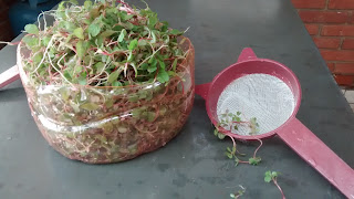 CARURU OU BRODO Vantagens da culinária natural. Verduras que a natureza - ou Deus - nos oferece. Não é erva daninha, mas uma bênção.