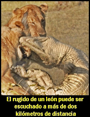 fotomeme sabiduria rugido leon