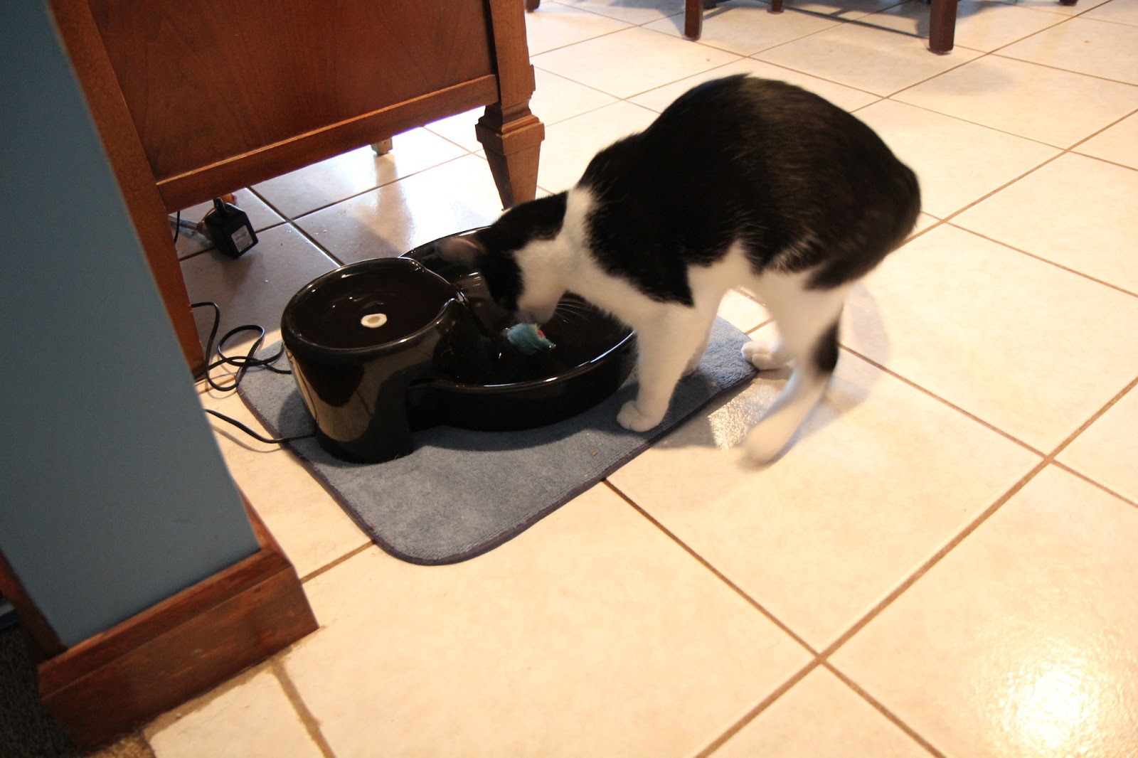 Cat sniffs toy floating in water bowl.