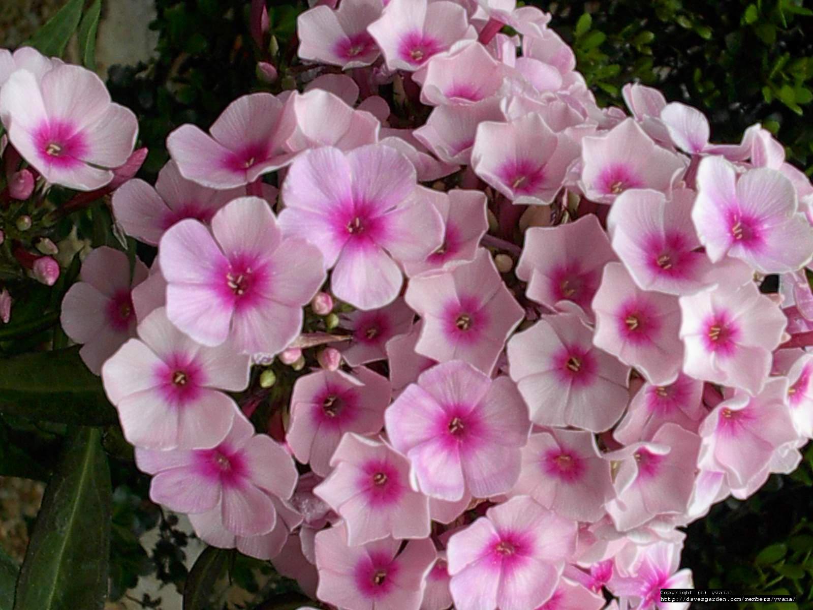 phlox flowers phlox flowers