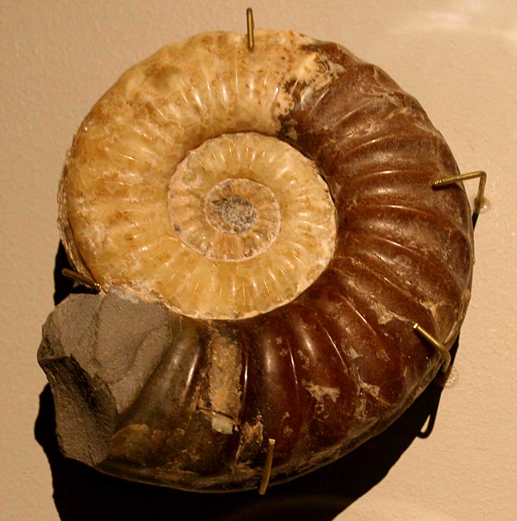Louisville Fossils and Beyond Asteroceras obtusum Ammonite Fossil