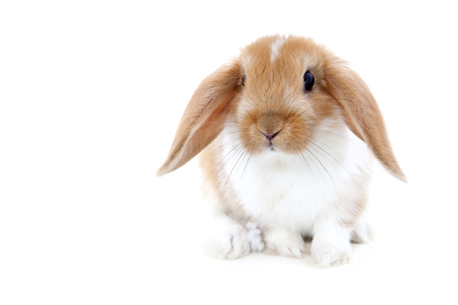 Rabbits HD Wallpapers (High Definition) Free Background