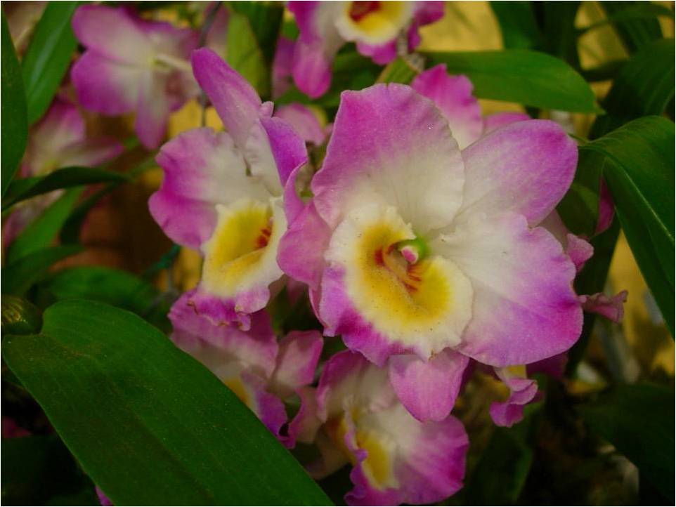 IMAGENS FATOS E FOTOS FLORES X FLORES + FLORES