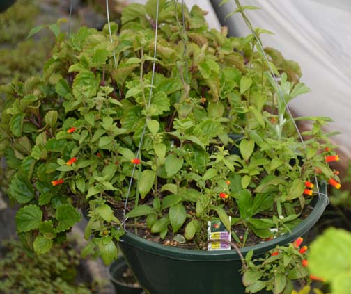 Candy Corn Plant