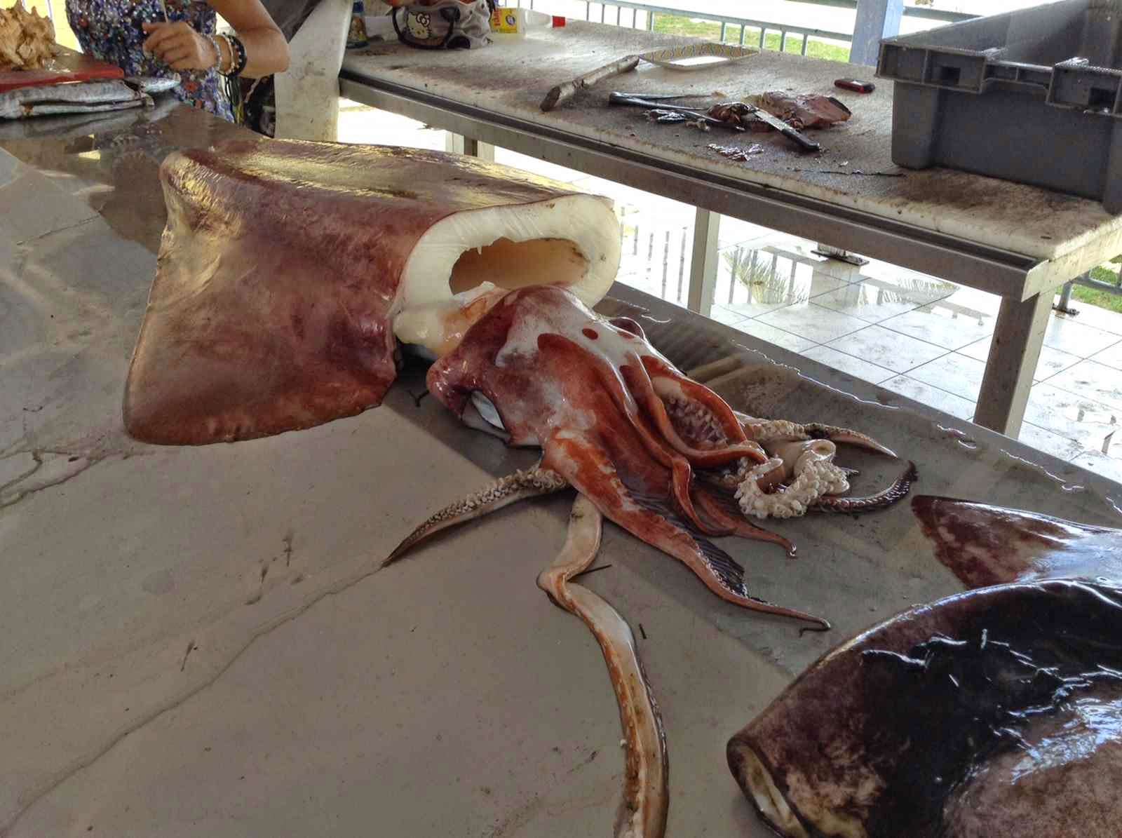 Les montages gagnants pour la pêche aux céphalopodes (calamars)