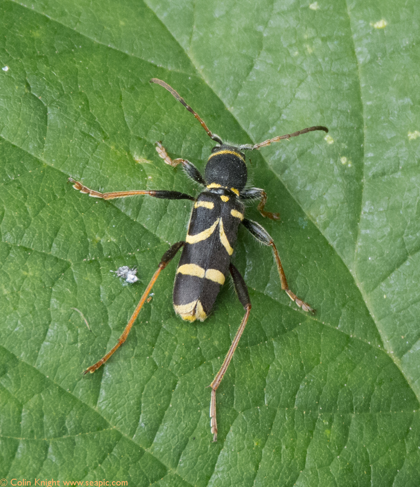 Wasp Beetle