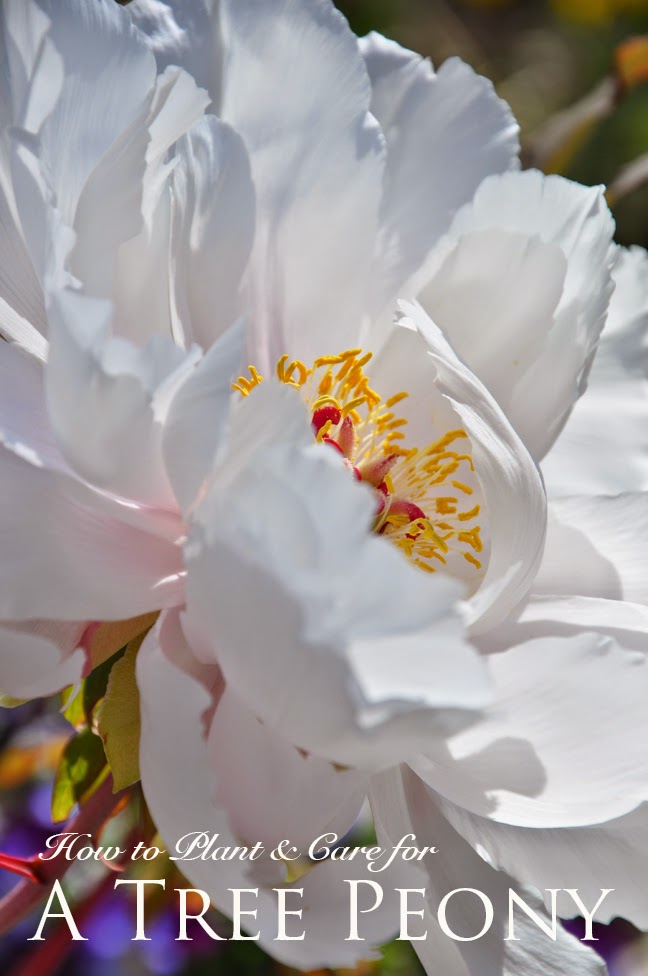 Three Dogs in a Garden Tree Peonies