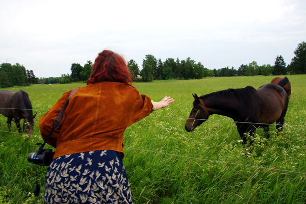 aliciasivert, alicia sivert, alicia sivertsson, midsommar, midsummer, häst, horse, pony, ponies, horses, hästar, ponnyer