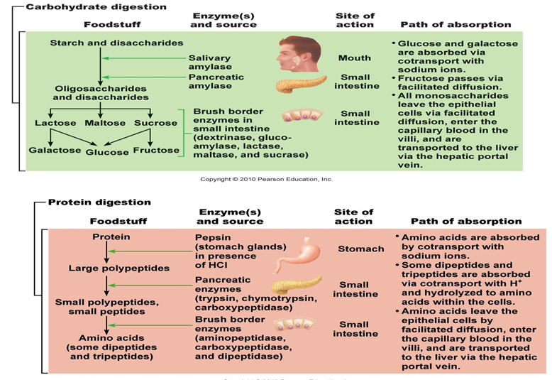stomach medicine physiology of chemical digestion and absorption chemical digestion