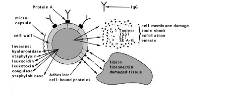 dentalaka: Gram positive bacteria