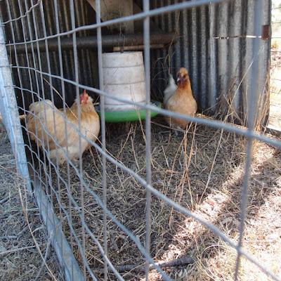 eight acres: all about bantam chickens
