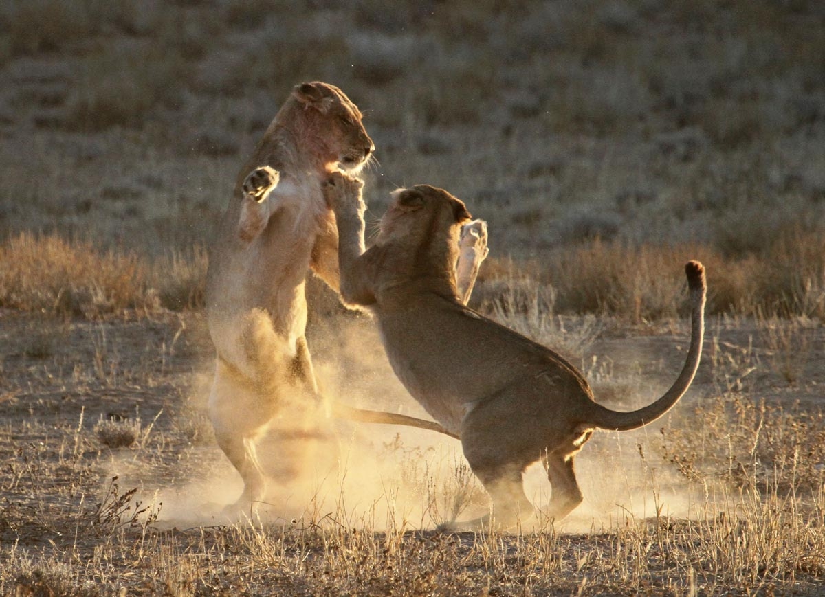 Beautiful Animals Safaris Lion Cubs and Young Male Lions in the wild