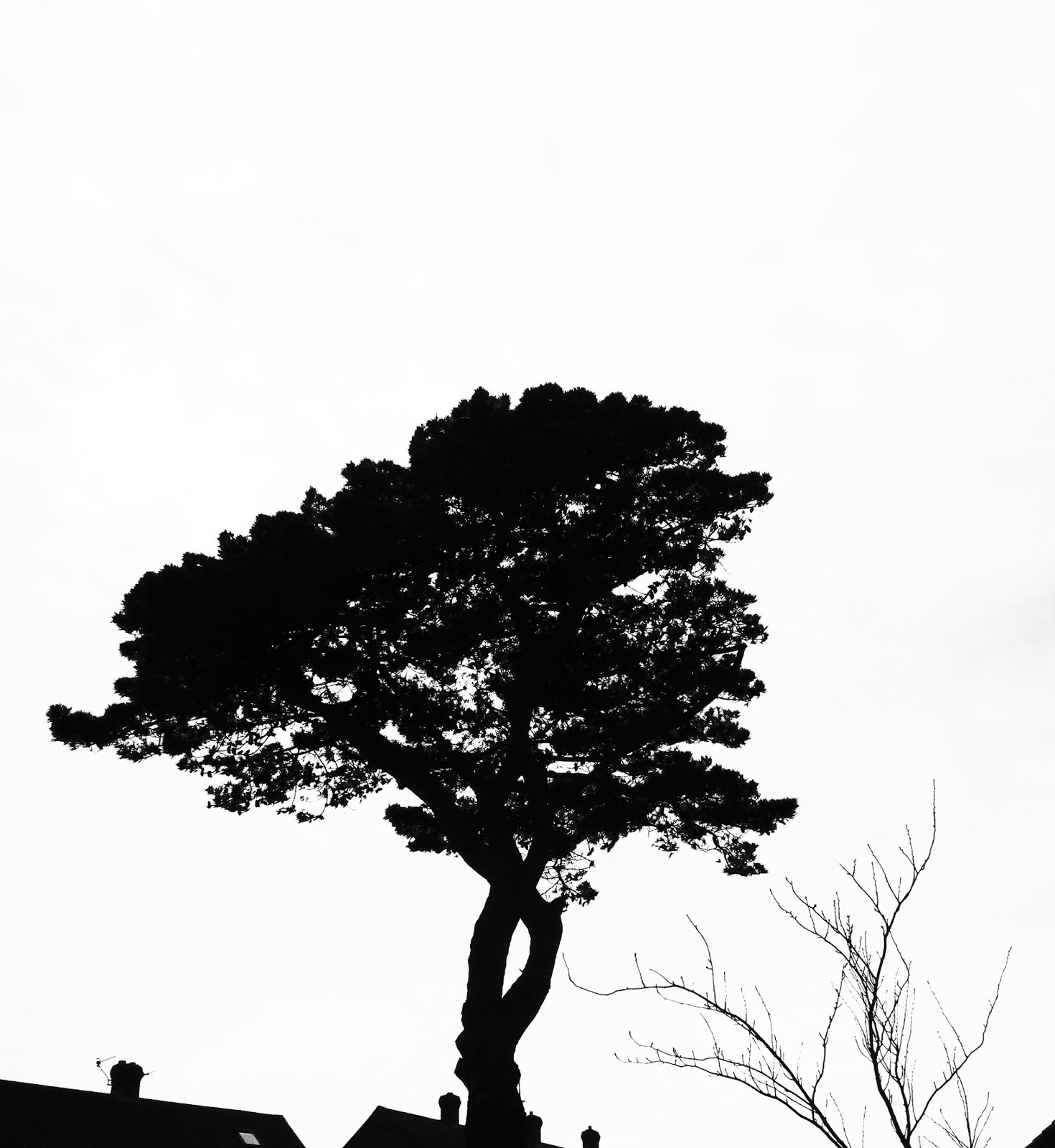 Silhouette of the Loose and Leafy tree chosen for 2014 Silhouette of the Loose and Leafy tree chosen for 2014
