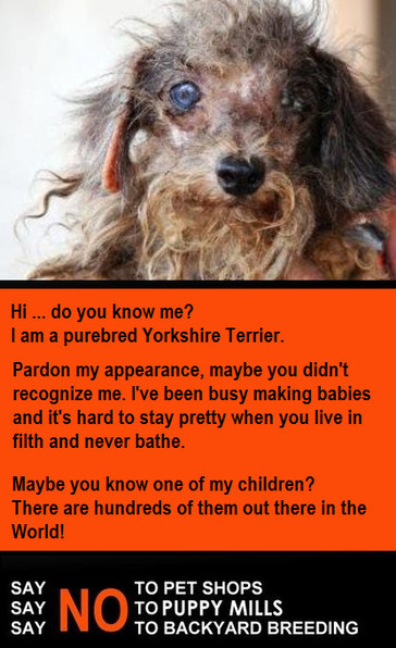 Adopting A Puppy Mill Breeding Dog Adopting A Puppy Mill Breeding Dog