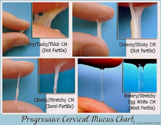 Mucus Charting Fertility