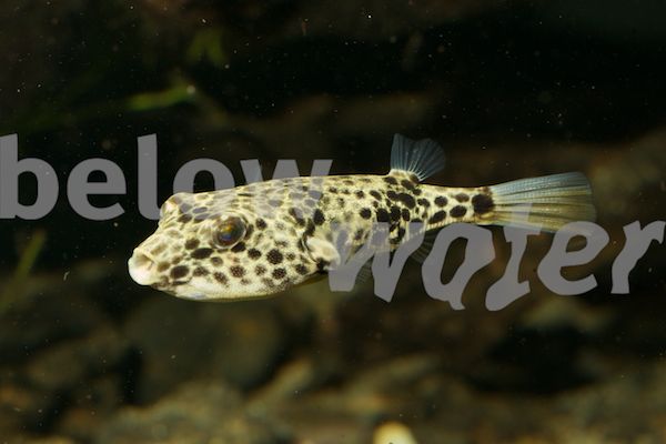 rare fish essay rare fish essay