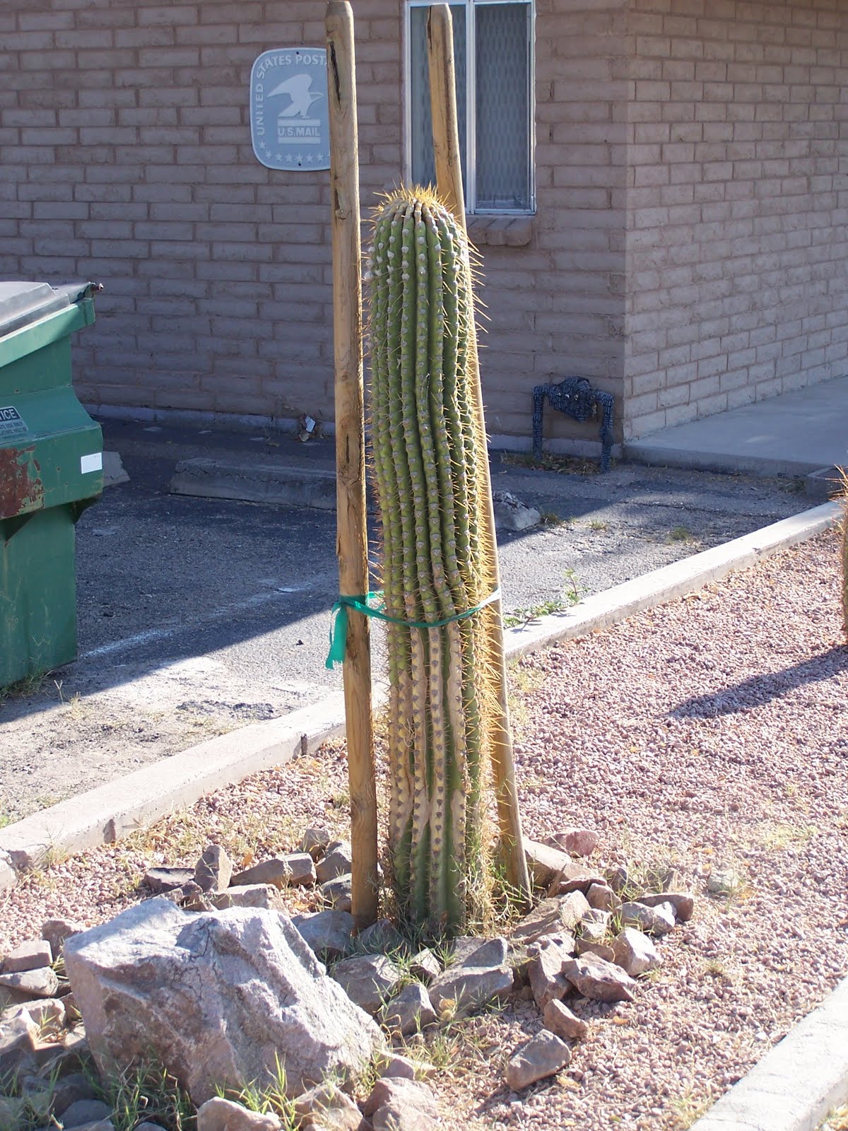 Trichocereus cold tolerance