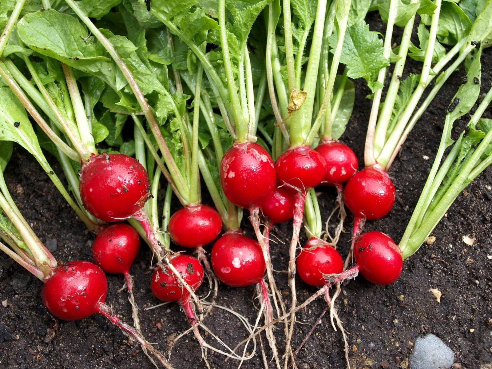 Mark's Veg Plot Growing Radishes