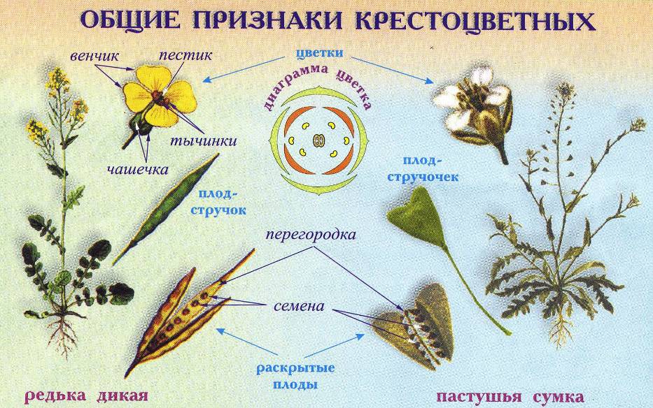 Знакомство с комнатными цветами по фотографиям с описаниям из каталога Особенности и правила выращивания комнатных растений из семян