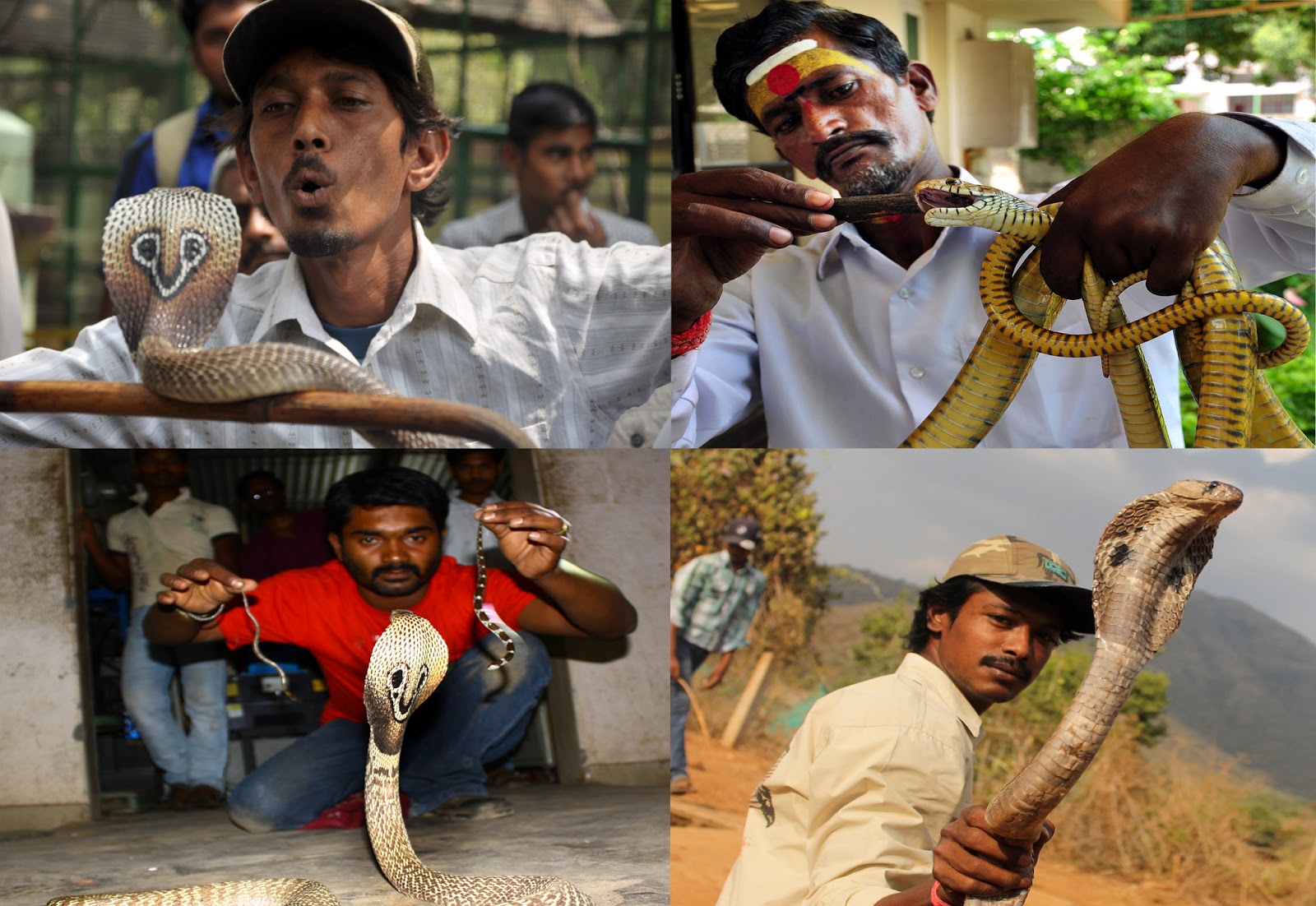 Pradeep Damodaran Snakes on then run as number of snake catchers