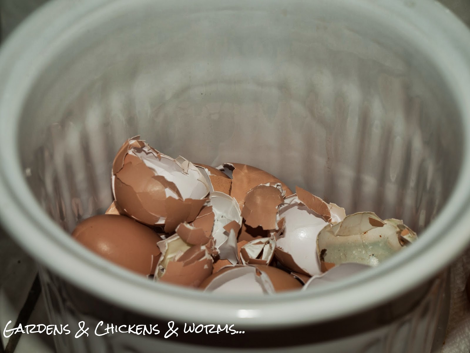 Eggshells, Crushed Oyster Shells or Both? Community Chickens