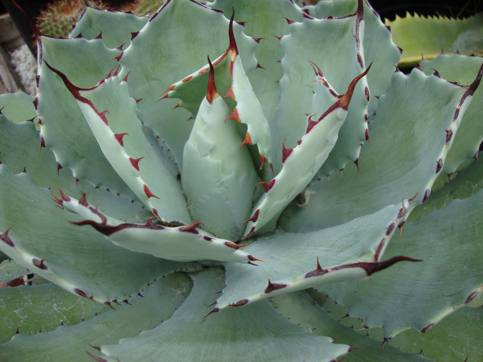 Kludge Spot Allergic To Cactus