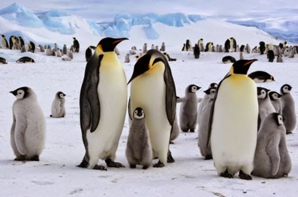 Ciencias Naturales: Sexual reproduction in the Animal Kingdom.