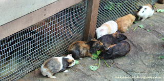 rabbits petting zoo