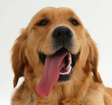 Excessive panting in dogs on steroids