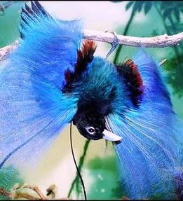 The Bird Of Paradise Facts