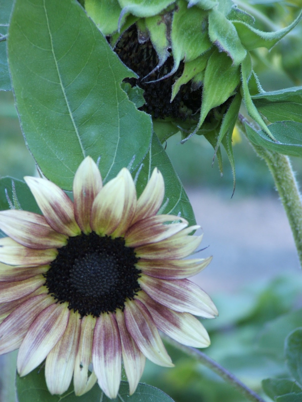 God's Growing Garden "Cherry Rose" Sunflower
