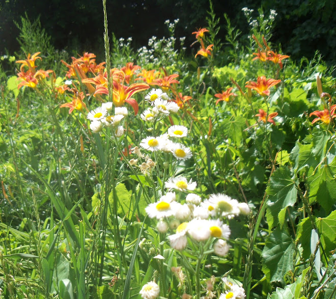 Tiger lilies and white aster in the meadow