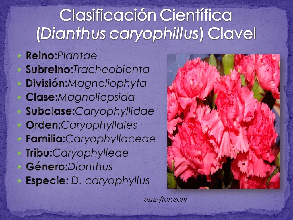 Flores y Árboles Clavel