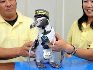 日本觀光特使 企鵝站長志摩