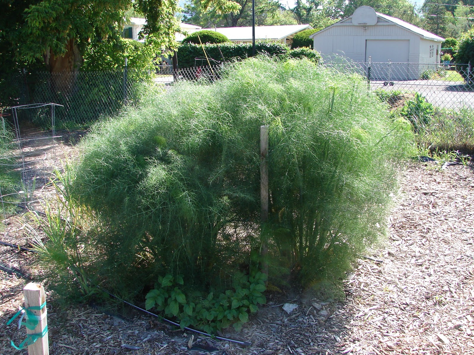 New Utah Gardener Fennel A DroughtTolerant Herb For Utah!